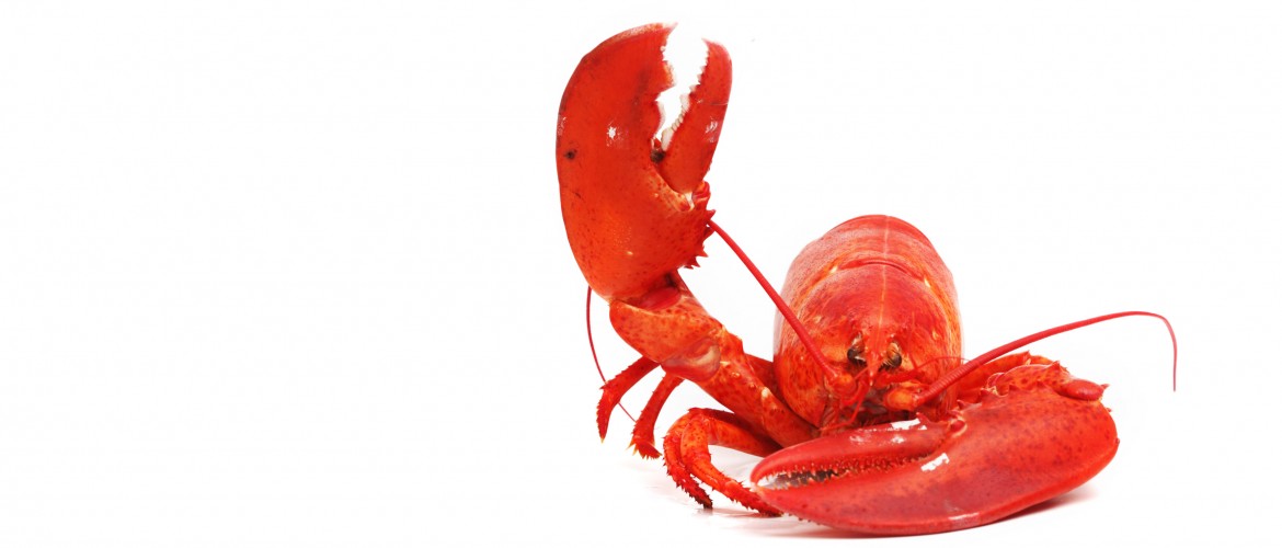 Hello-Lobster.jpg