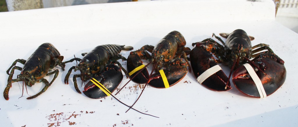 slider lobster lineup