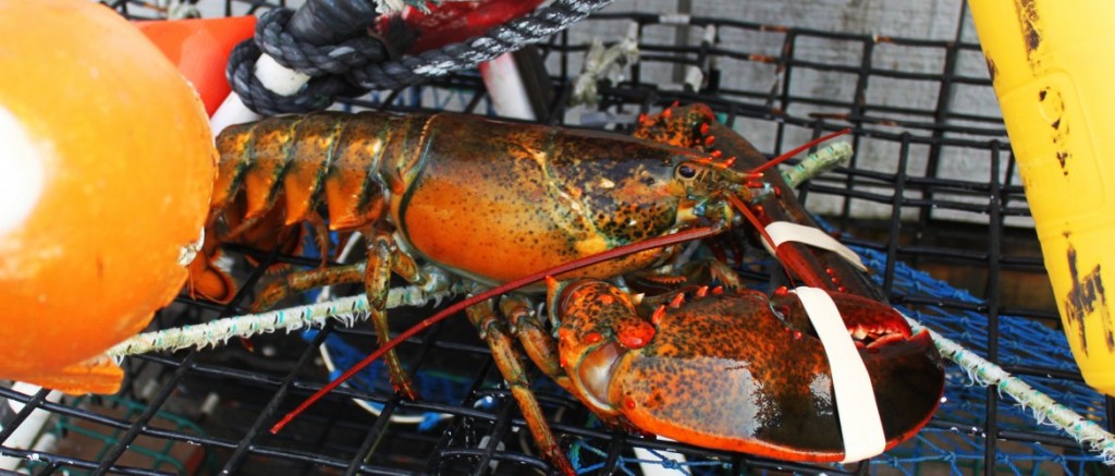 Newport Lobster Trap