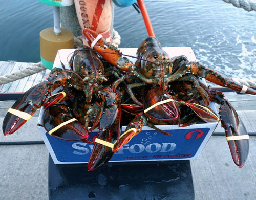 Hard Shell Chix – Newport Lobster Shack